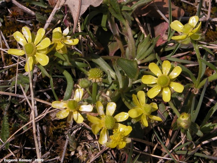 IMG 2009-May16 at Steeprock MB:  Prairie buttercup (Ranunculus rhomboideus)