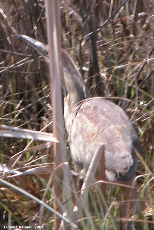 IMG 2009-May16 at near Dog Lake:&nbsp; American bittern (Botaurus lentiginosus) posing