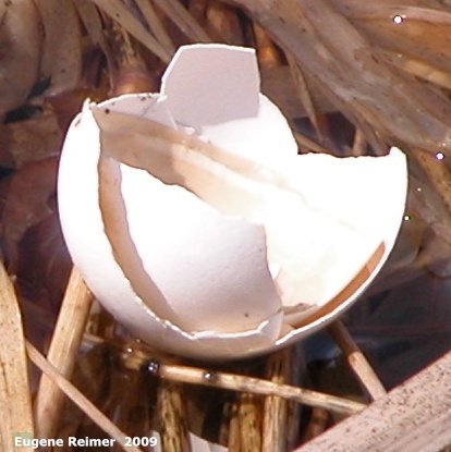 IMG 2009-May16 at near Dog Lake:  eggshell imitating a Prairie crocus (Anemone patens) flower