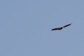 Turkey vulture: soaring