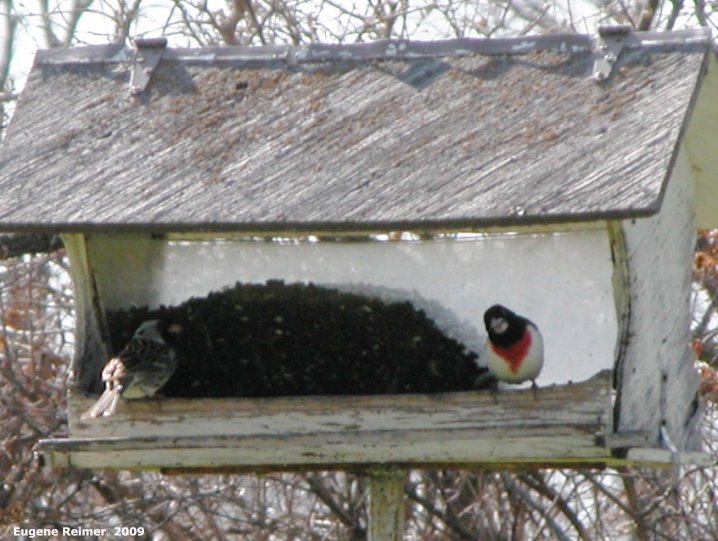 IMG 2009-May16 at near Dog Lake:&nbsp; Rose-breasted grosbeak (Pheucticus ludovicianus) at feeder