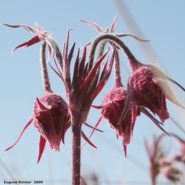 IMG 2009-May23 at BirdsHillPark:&nbsp; Three-flowered avens (Geum triflorum) flowers brighter