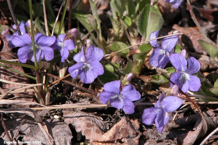 IMG 2009-May23 at BirdsHillPark:&nbsp; Early blue violet (Viola adunca)