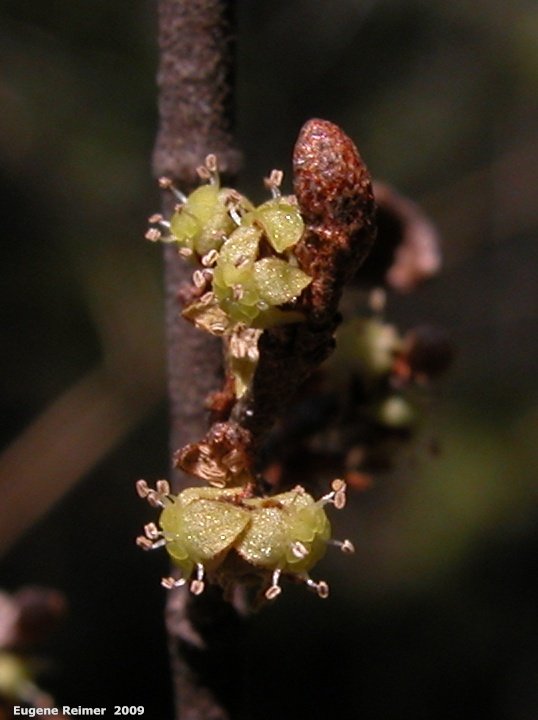 IMG 2009-May23 at BirdsHillPark:&nbsp; Canada buffaloberry (Shepherdia canadensis) flowers closer