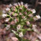 Coltsfoot: flowers