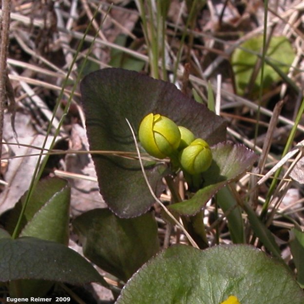 IMG 2009-May23 at BirdsHillPark:&nbsp; Marsh marigold (Caltha palustris) buds