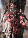 Swamp red currant=Ribes triste: flowers many