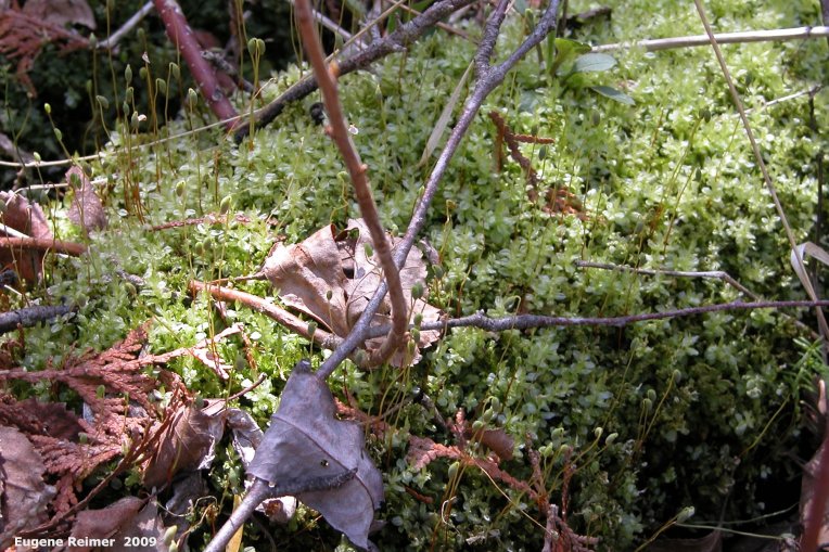 IMG 2009-May23 at BirdsHillPark:&nbsp; unidentified Moss (Bryophyta sp)