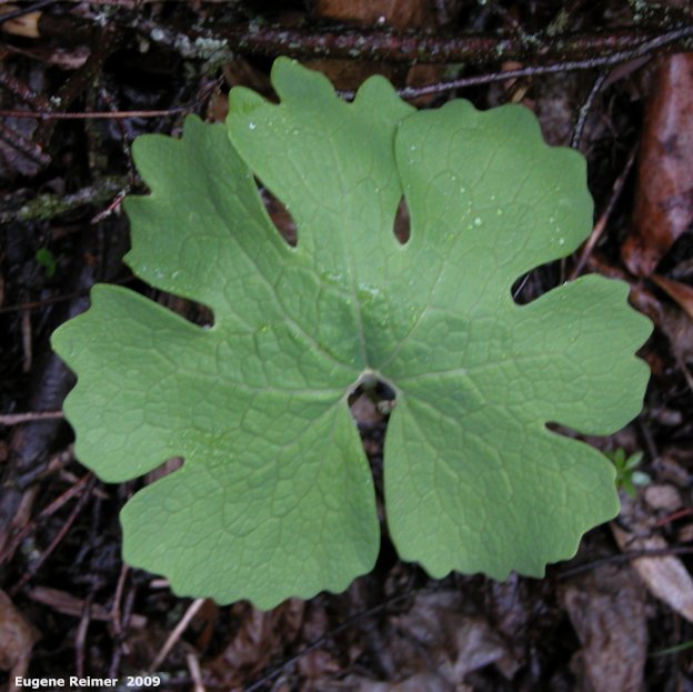 IMG 2009-May25 at SpragueRiver near South Junction MB:&nbsp; Bloodroot (Sanguinaria canadensis) leaf only