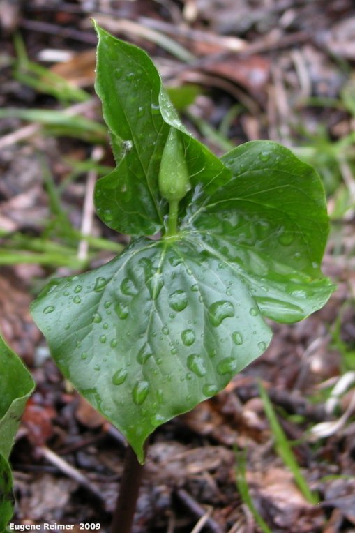 IMG 2009-May25 at SpragueRiver near South Junction MB:&nbsp; Nodding trillium (Trillium cernuum) bud pointing up