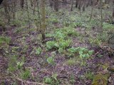 habitat: Bloodroot among maple ash poplar
