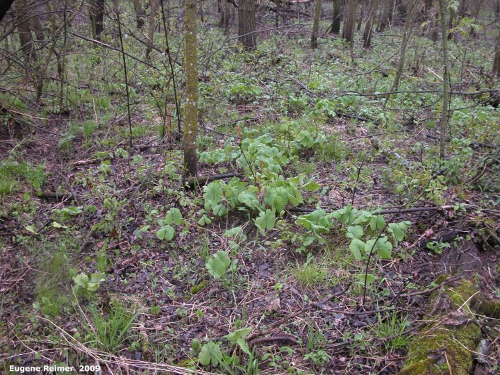 IMG 2009-May25 at other side of SpragueRiver near South Junction MB:&nbsp; habitat Bloodroot (Sanguinaria canadensis) among Maple (Acer sp) Ash (Fraxinus sp) Poplar (Populus sp)