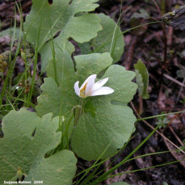 IMG 2009-May25 at other side of SpragueRiver near South Junction MB:  Bloodroot (Sanguinaria canadensis)
