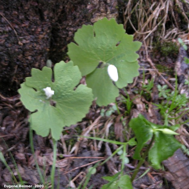IMG 2009-May25 at other side of SpragueRiver near South Junction MB:  Bloodroot (Sanguinaria canadensis) and Nodding trillium (Trillium cernuum)