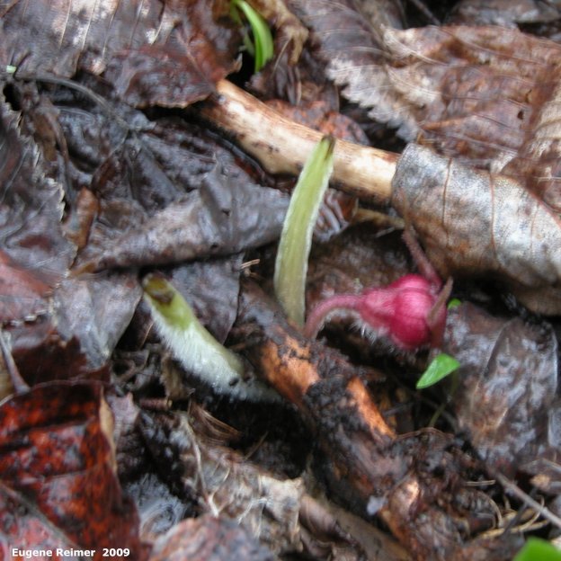 IMG 2009-May25 at other side of SpragueRiver near South Junction MB:&nbsp; Wild ginger (Asarum canadense) leaves bitten off