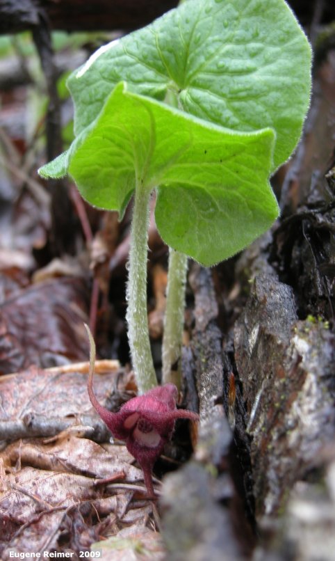 IMG 2009-May25 at other side of SpragueRiver near South Junction MB:&nbsp; Wild ginger (Asarum canadense) plant with flower