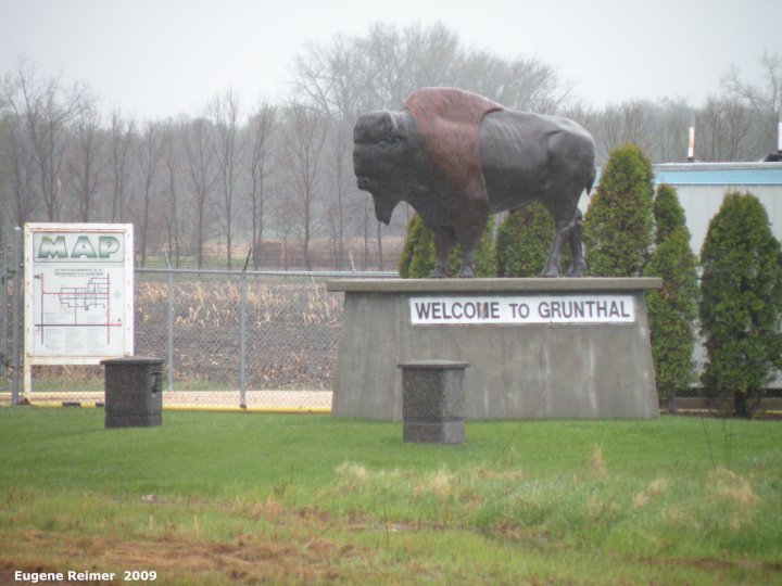 IMG 2009-May25 at Grunthal:&nbsp; the Grunthal Bison (Bison bison)