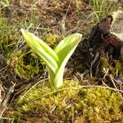 Moccasin ladyslipper=Cypripedium acaule: emerging