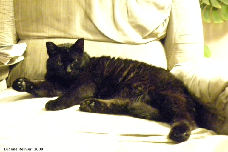 IMG 2009-Jun08 at Experimenting with Nikon-P90:&nbsp; testing Blackie