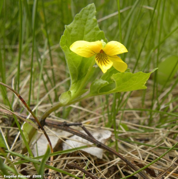 IMG 2009-Jun09 at RoyalCanadianMint:&nbsp; Downy yellow violet (Viola pubescens) plant
