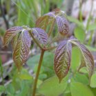 Wild sarsaparilla=Aralia nudicaulis: plant was Poison ivy