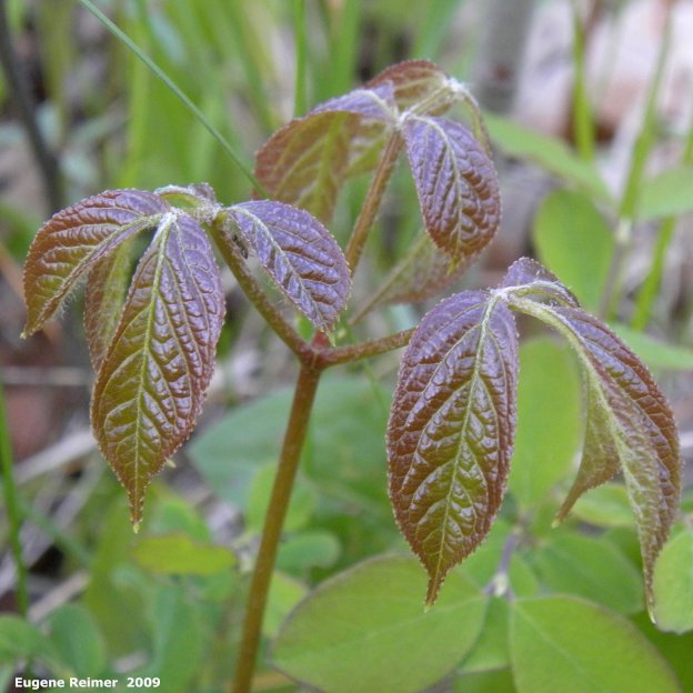 IMG 2009-Jun09 at BirdsHillPark:&nbsp; Wild sarsaparilla (Aralia nudicaulis) plant was Poison ivy (Toxicodendron rydbergii)