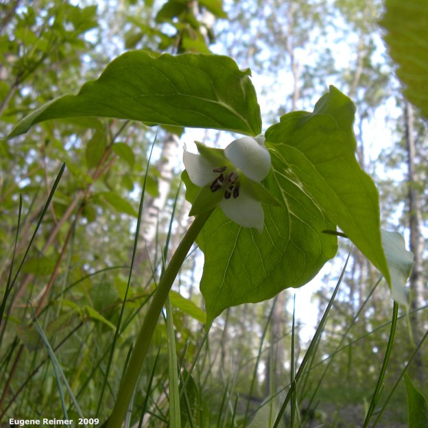 IMG 2009-Jun09 at BirdsHillPark:&nbsp; Nodding trillium (Trillium cernuum) from below
