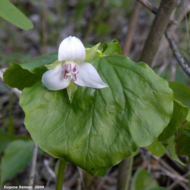 IMG 2009-Jun09 at BirdsHillPark:&nbsp; Nodding trillium (Trillium cernuum) that doesnt nod
