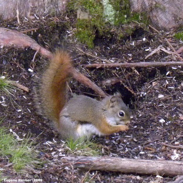 IMG 2009-Jun09 at BirdsHillPark:  Red squirrel (Tamiasciurus hudsonicus)