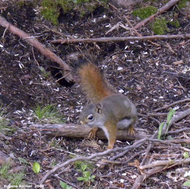 IMG 2009-Jun09 at BirdsHillPark:&nbsp; Red squirrel (Tamiasciurus hudsonicus)