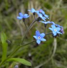 Forget-me-not: flowers