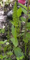 Long-bracted frog-orchid=Dactylorhiza viridis: plant robust specimen