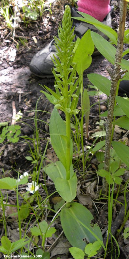 IMG 2009-Jun13 at Mt Nebo:  Long-bracted frog-orchid (Dactylorhiza viridis) plant robust specimen