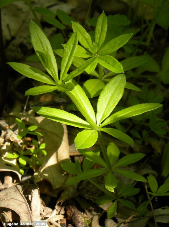 IMG 2009-Jun13 at Mt Nebo:&nbsp; Sweet-scented bedstraw (Galium triflorum) closer