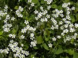 Mouse-eared chickweed: many closer