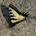 Tiger swallowtail butterfly: