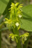 Early coralroot: flower spike