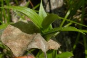 perfoliate leaf: unusual example