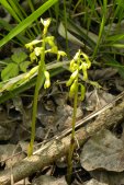 Early coralroot: with pods and flowers