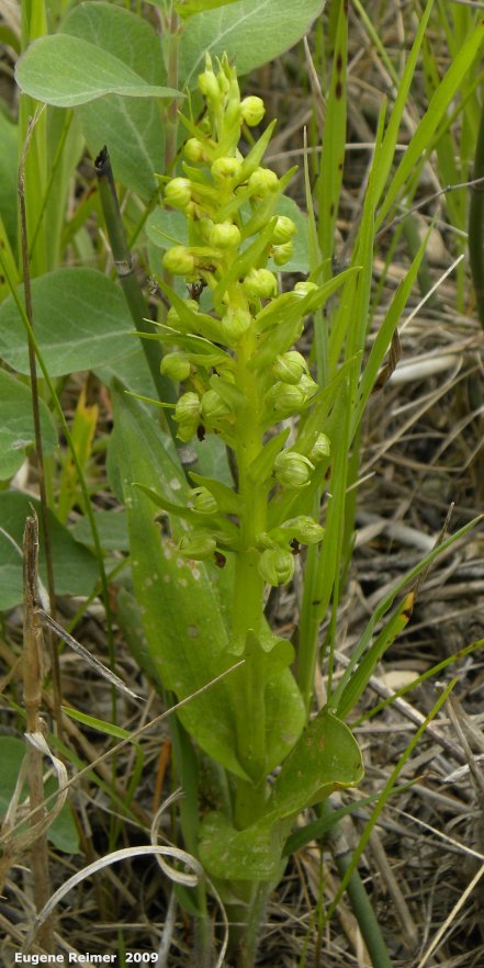 IMG 2009-Jun17 at Woodridge:  Long-bracted frog-orchid (Dactylorhiza viridis) plant