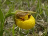 Yellow ladyslipper large-variety:
