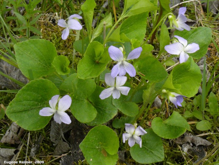 IMG 2009-Jun17 at Woodridge:&nbsp; unidentified Violet (Viola sp)