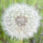 Dandelion: seedhead brighter exposure