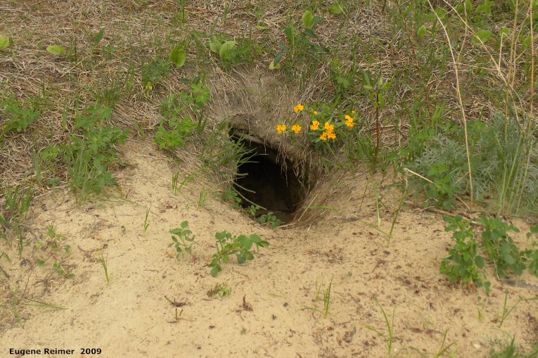 IMG 2009-Jun17 at Woodridge:&nbsp; Coyote (Canis latrans)? den with Hoary puccoon (Lithospermum canescens) for scale