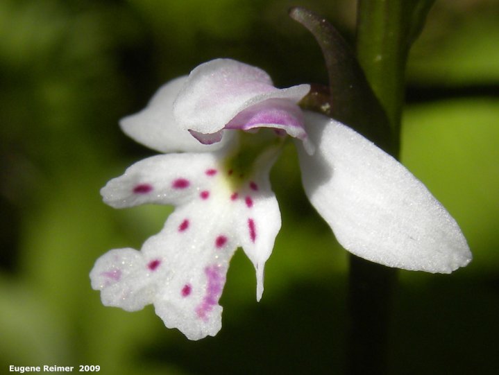 IMG 2009-Jun20 at Woodridge Bog:  Small round-leaved orchid (Amerorchis rotundifolia)
