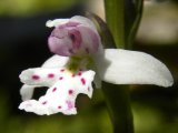 Amerorchis rotundifolia: flower
