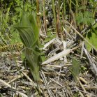 Showy ladyslipper: emerging largest seen today + small one