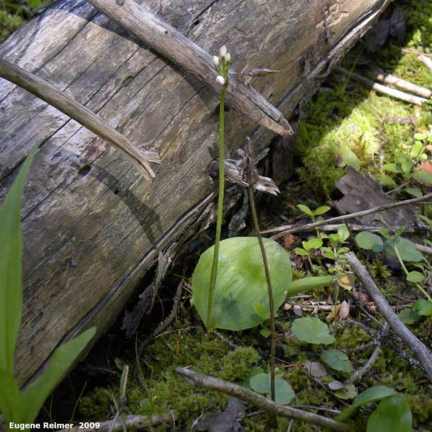 IMG 2009-Jun20 at Woodridge Bog:  Small round-leaved orchid (Amerorchis rotundifolia) plant in bud + old seedpod