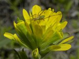 Yellow paintbrush: with Scudders Katydid nymph