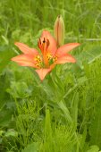 Wood lily: flower + bud